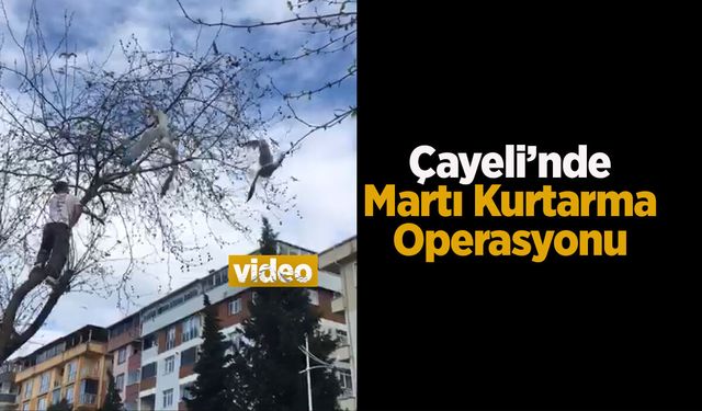 Çayeli’nde ağaca takılan iki martı vatandaşlar tarafından kurtarıldı