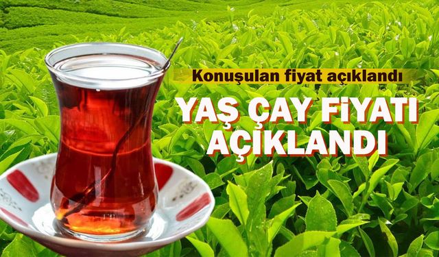 2026 Yaş Çay Alım Fiyatı Açıklandı