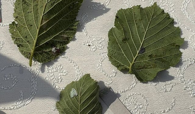 Kahverengi kokarcaya karşı samuray arısı salımı başladı