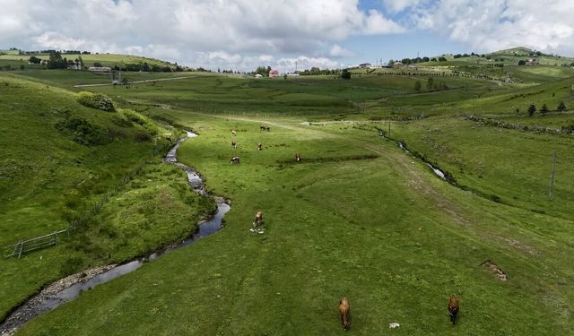 Karadeniz'in doğasıyla öne çıkan Çambaşı Yaylası misafirlerini ağırlıyor