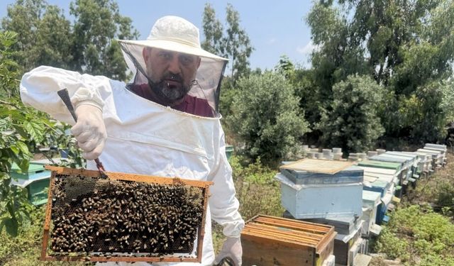 Arıcılara uyarı: Ambar hapından uzak durun, ölümcül olabilir