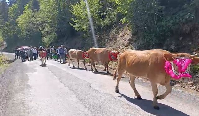Renkli yayla göçü geleneği başladı