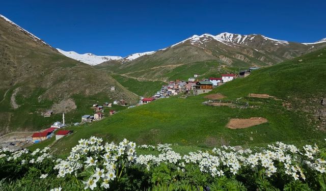 Kaçkarlar'da zirveler bembeyaz, yaylalar rengarenk
