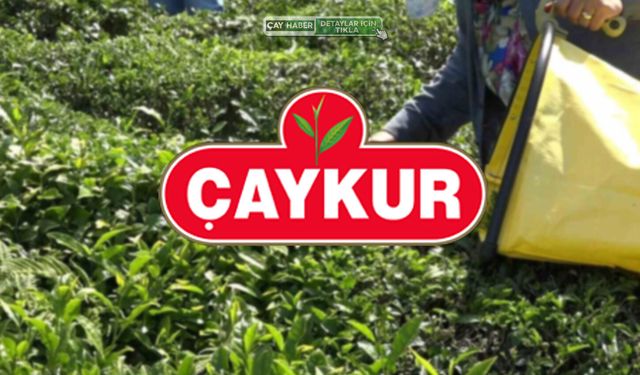 ÇAYKUR, Cuma Günü Bazı Bölgelerde Yaş Çay Alımı Yapmayacak