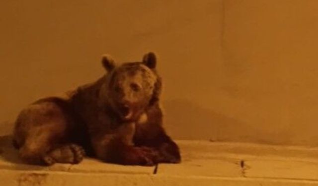 Tünelde otomobilin çarptığı bozayı, kaçarken çaya düştü