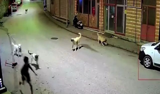 Skuterlı çocuk köpeklerin saldırısına uğradı
