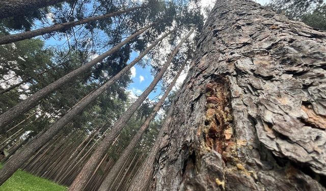 Finlandiya'dan ithal edilen uçucu yağ, Erzurum'daki sarıçam ormanlarından üretilecek