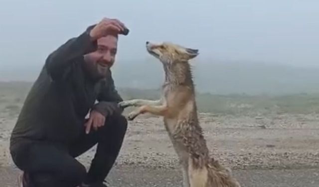 Bayburt'ta bir kişi yiyecek arayan tilkiyi kekle besledi