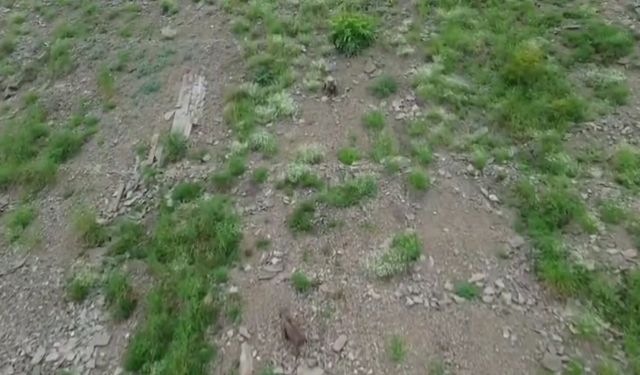 Artvin'de kırsalda yiyecek arayan ayı, dronu fark edince kaçtı
