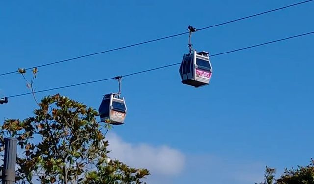 Ordu'da teleferiğe yaz yoğunluğu