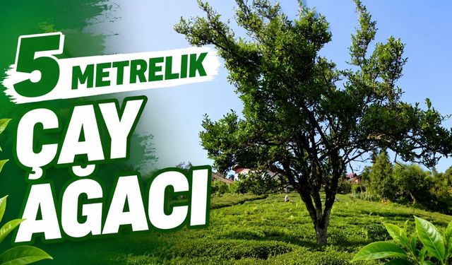 Çayeli'nde yaklaşık 70 yıldır budanmayan çay ağacı görenlerin ilgisini çekiyor