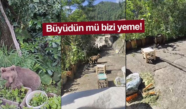 Rize'de evleri önüne gelen yavru ayıyı beslediler