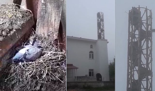 Minare onarımı güvercin yavruları için ertelendi