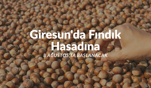 Giresun'da  fındık hasadına 8 Ağustos'ta başlanacak