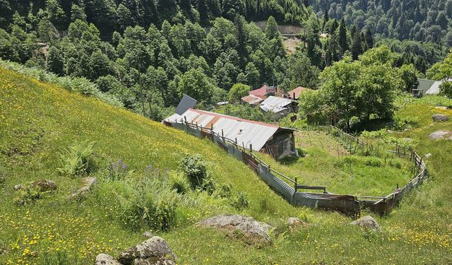 Kaçkar Dağları'nın etekleri sarı çiçeklerle renklendi