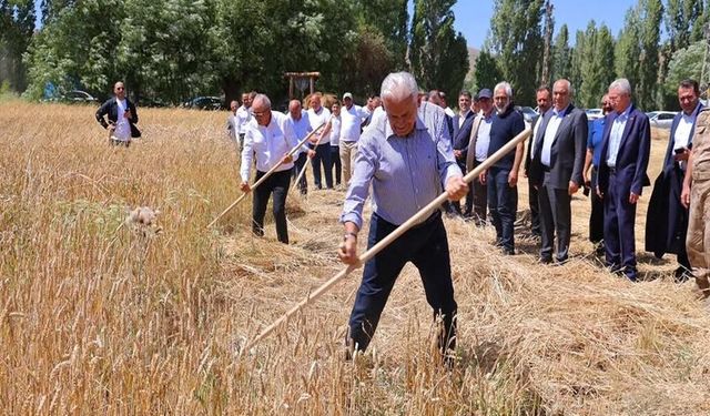 Binali Yıldırım, Bayburt'ta geleneksel 'Harman Şenliği'nde tırpanla ekin biçti