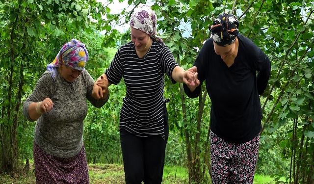 Karadeniz'de horonlu türkülü fındık hasadı