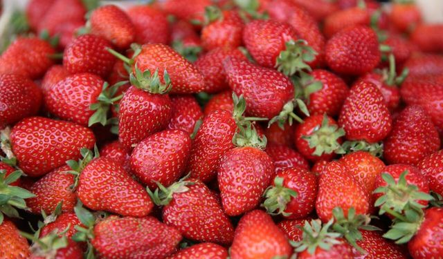 Çileğin Ordu ekonomisine bu yıl 110 milyon lira katkı sunması bekleniyor
