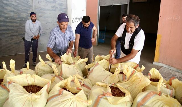 TMO, Ordu ve Giresun'da fındık alımlarına başladı