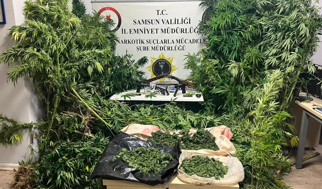 Samsun'da kenevir operasyonu dron kamerasında