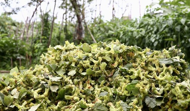 Giresun'da fındık hasadı başladı