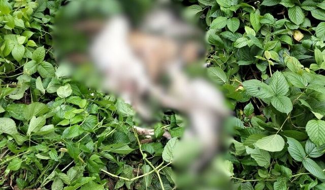Ordu'da sokak hayvanlarını Akkuş ilçesine bırakan 3 kişi yakalandı