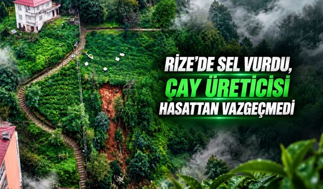 Rize'de heyelanlı bölgede çay hasadı