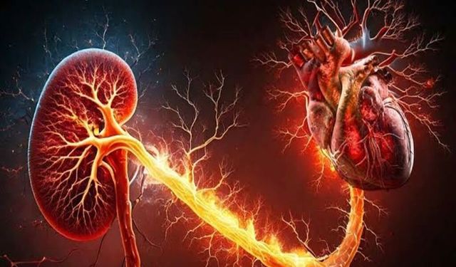 Araştırma: Kalp ve böbrek hastalıkları birbirini tetikliyor