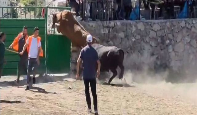 Artvin'de güreşten kaçan boğa, demir kapıdaki boşluktan arenanın dışına atladı