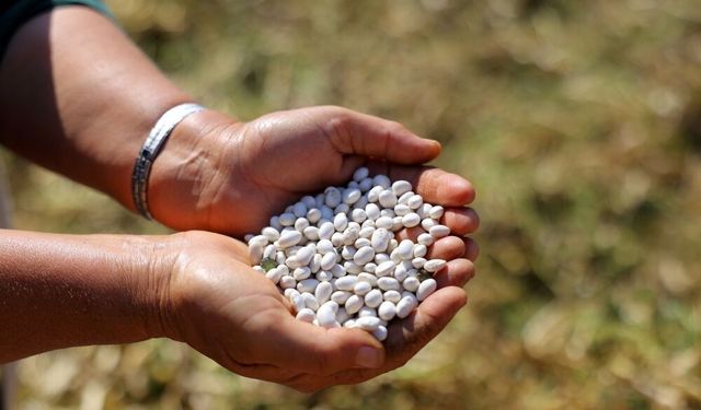 Alım Garantili Fasulyede Hasat Başladı