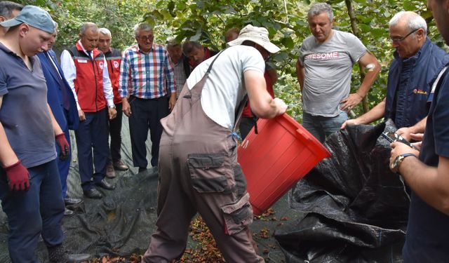 Fındık hasat filesi desteğiyle maliyetler azalıyor