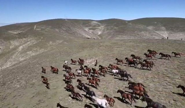 Yaylada koşturan yılkı atları dron kamerasında
