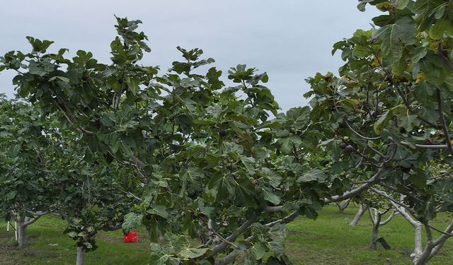 Karadeniz'in incir türlerinin genetiği koruma altına alındı
