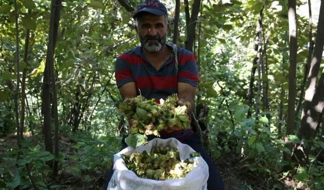 Görenler Karadeniz zannediyor! Doğu'nun Karadeniz'inde fındık hasadı başladı