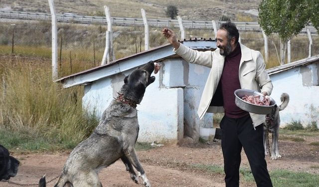 Kangal köpeklerini kışa ‘yüksek protein’ ile hazırlıyorlar