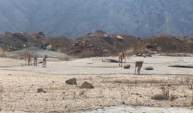 Dağ keçileri yol kenarında görüntülendi