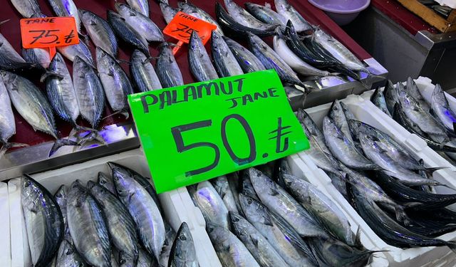 Palamudun tanesi 50 liraya kadar düştü