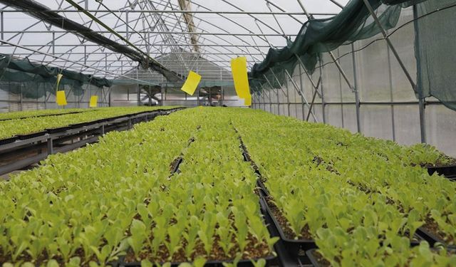 Akçaabat’ta 65 Bin Marul Fidesi Çiftçilere Dağıtıldı
