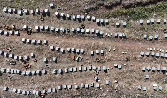 İlkbahar ve yaz yağışları Erzurum'da bal üretimine yaradı