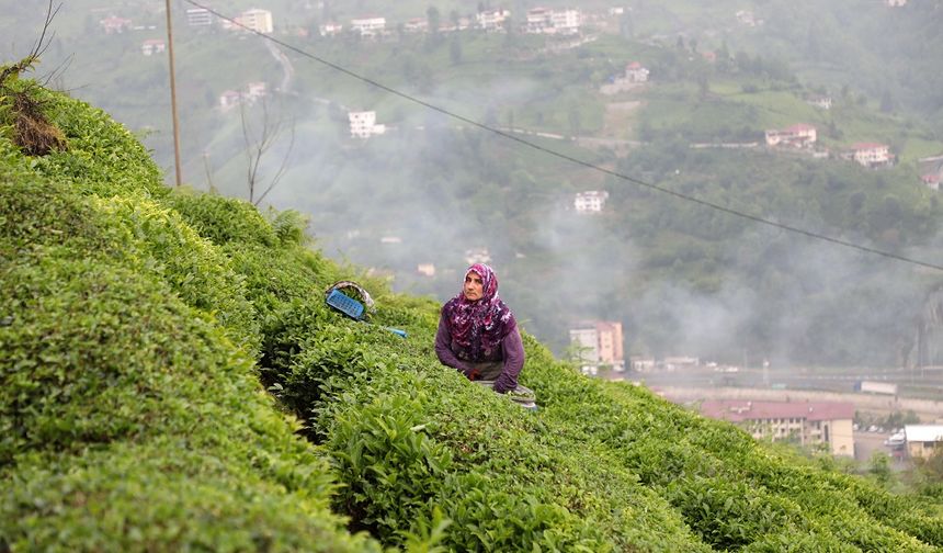 "Çay Sokağı" konutlarına çay üreticilerinden destek