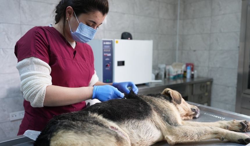 Düzce'deki rehabilitasyon merkezinde 5 yılda 25 bin 711 sahipsiz hayvan tedavi edildi