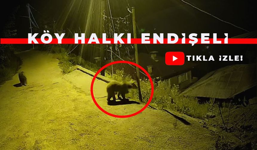 Çayeli'nde Köy Halkı Ayı Tehlikesinden Endişeli