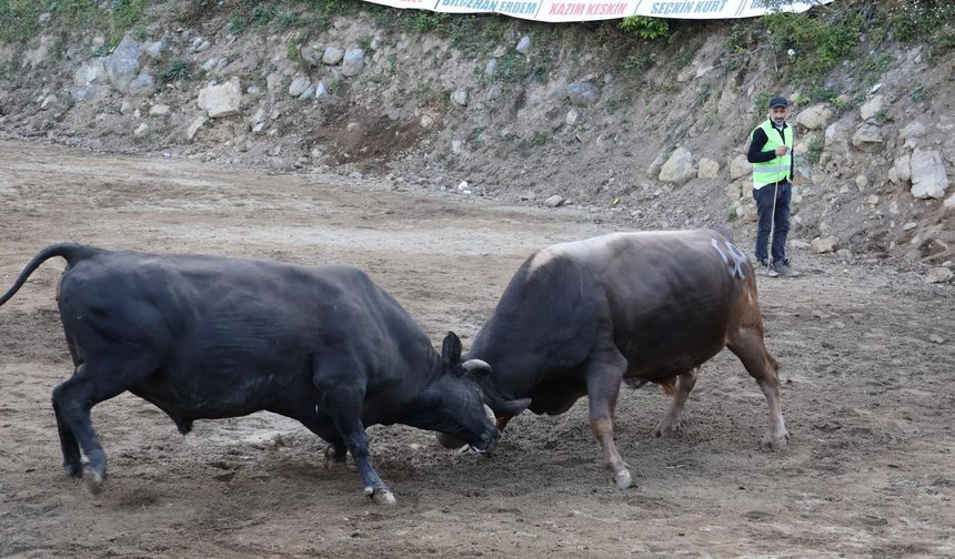 Murgul Soğuksu Köyü’nde Boğa Güreşleri Festivali Renkli Görüntülere Sahne Oldu