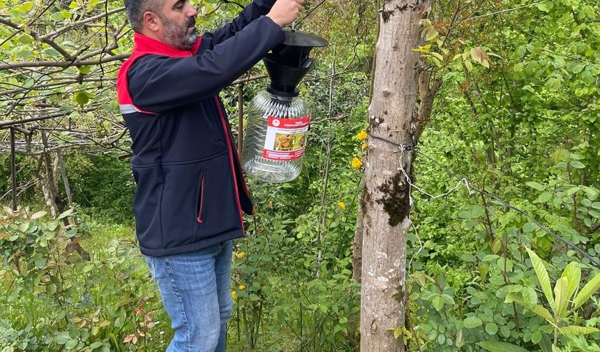 Trabzon’da Kahverengi Kokarca ile Mücadele İçin Biyoteknik Yöntemler Başlatıldı