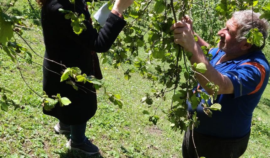 Trabzon’da Zirai Don Nedeniyle Hasar Tespit Çalışmaları Devam Ediyor
