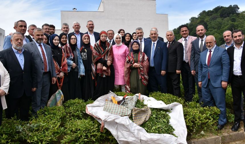 Of'ta 2025 yaş çay sezonu kampanyası açıldı