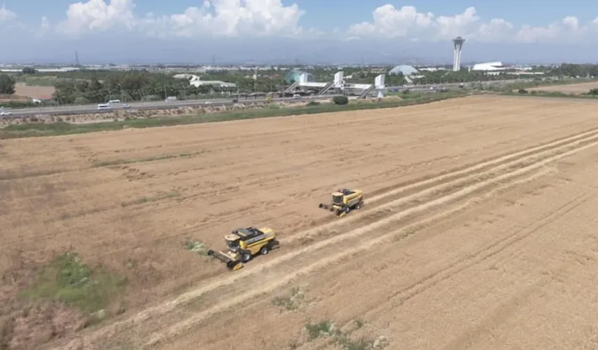 Hasadı başladı: Dekarda 600 kilo verim üreticiyi sevindirdi