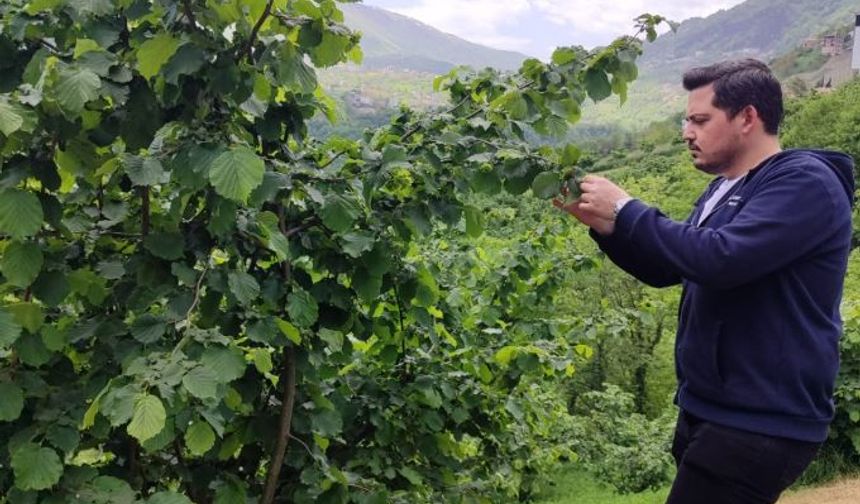 Düzköy'de Zirai Don Hasar Tespit Çalışmaları Devam Ediyor
