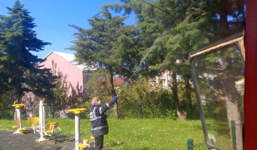 19 Mayıs ilçesinde kahverengi kokarca ile mücadele çalışmaları devam ediyor