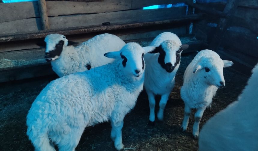 Alucra'da büyükbaş ve küçükbaş hayvanlar aşılandı